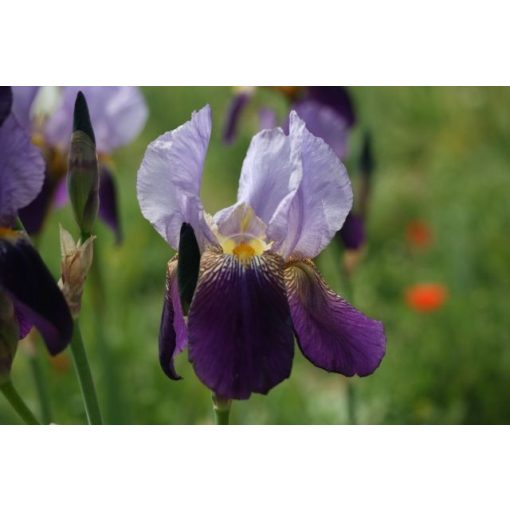 Iris germanica 'Alcazar' - Kerti nőszirom