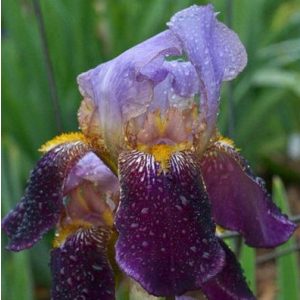 Iris germanica 'Ambassadeur' - Kerti nőszirom