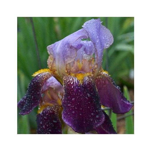 Iris germanica 'Ambassadeur' - Kerti nőszirom