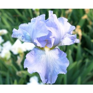 Iris germanica 'Babbling Brook' - Kerti nőszirom