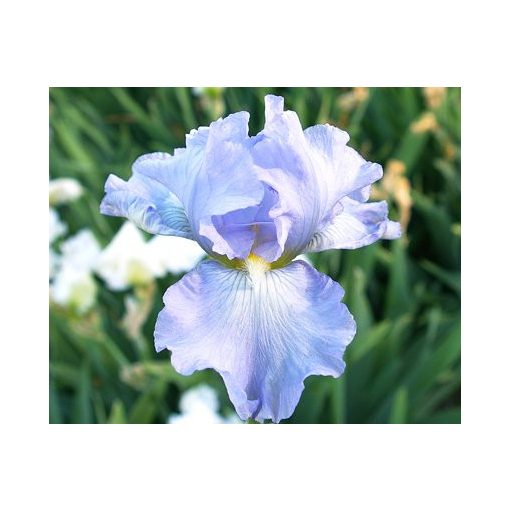 Iris germanica 'Babbling Brook' - Kerti nőszirom