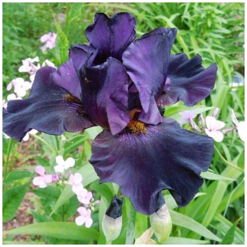 Iris germanica 'Black Knight' - Kerti nőszirom