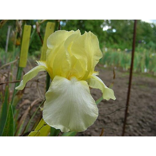 Iris germanica 'Blessed Again' - Kerti nőszirom