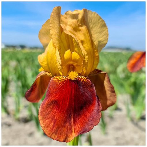 Iris germanica 'Caligula' - Kerti nőszirom