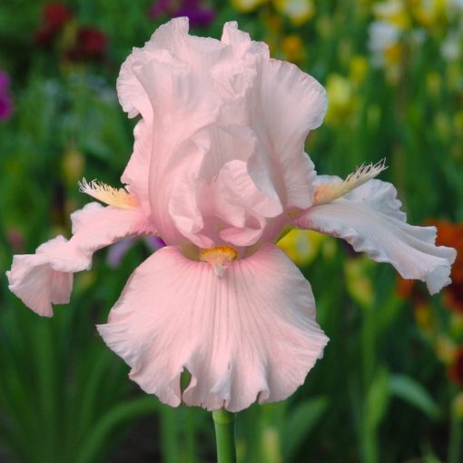 Iris germanica 'Cherised' - Kerti nőszirom
