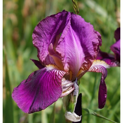 Iris germanica 'Imperator' - Kerti nőszirom