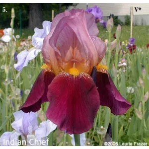 Iris germanica 'Indian Chief' - Kerti nőszirom