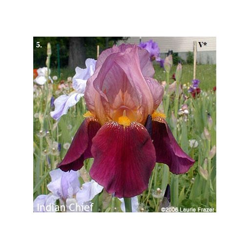 Iris germanica 'Indian Chief' - Kerti nőszirom