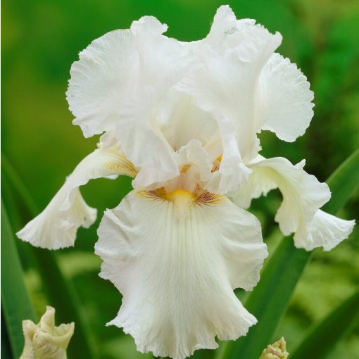 Iris germanica 'Lady Snowflake' - Kerti nőszirom