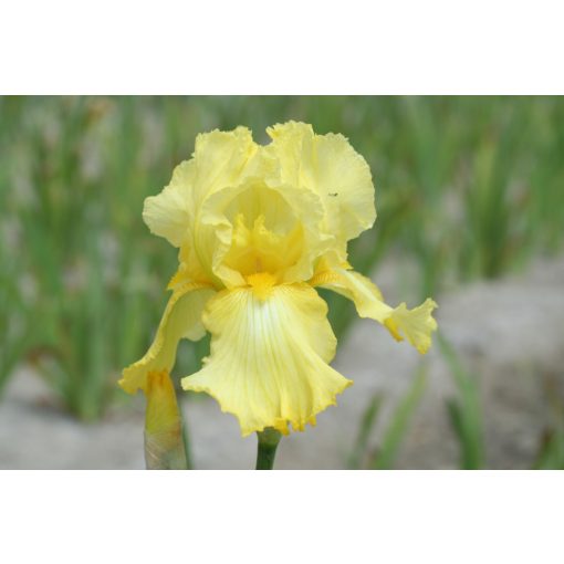 Iris germanica 'Lime Fizz' - Kerti nőszirom