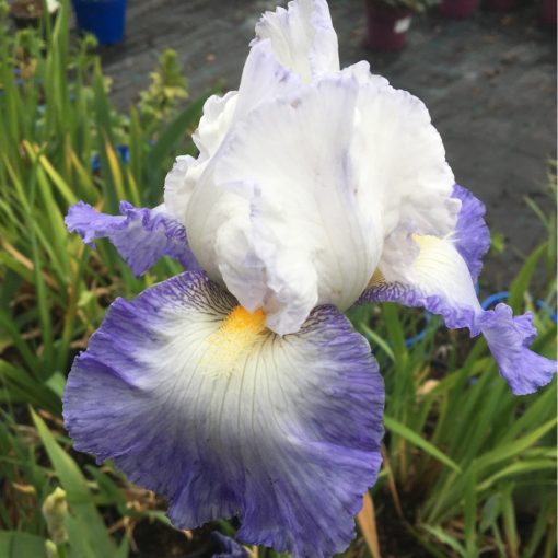 Iris germanica 'Mission Ridge' - Kerti nőszirom