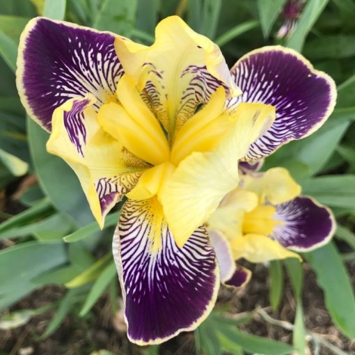 Iris germanica 'Nibelungen' - Kerti nőszirom