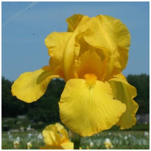 Iris germanica 'Ola Kala' - Kerti nőszirom
