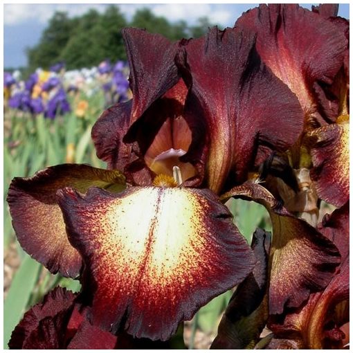 Iris germanica 'Provencal' - Kerti nőszirom