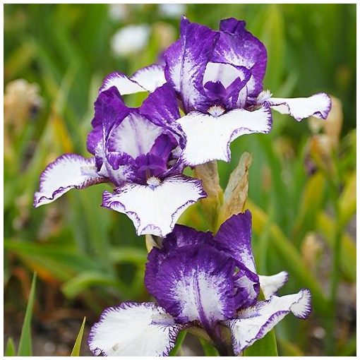 Iris germanica 'Rare Edition' - Kerti nőszirom