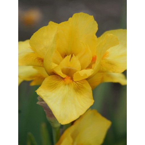 Iris germanica 'Scintilla' - Kerti nőszirom