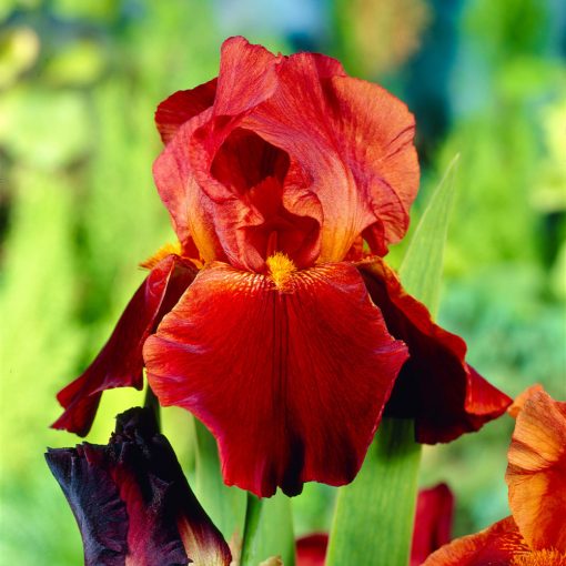 Iris germanica 'Sultan's Palace' - Kerti nőszirom