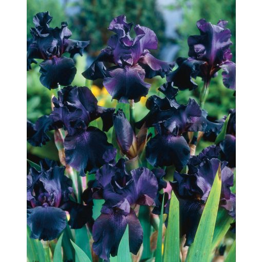 Iris germanica 'Superstition' - Kerti nőszirom