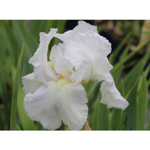 Iris germanica 'White Knight' - Kerti nőszirom