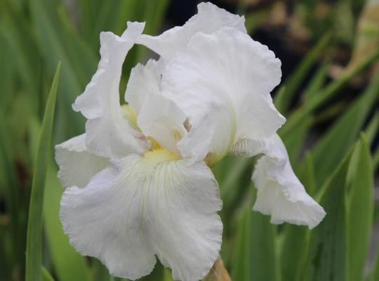 Iris Germanica White Knight Kerti N Szirom K