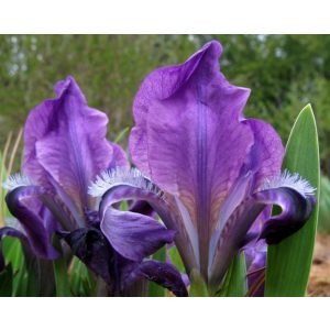 Iris pumila 'Atroviolacea' - Törpe nőszirom
