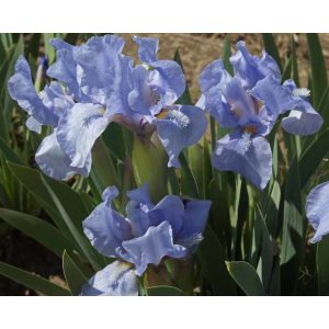 Iris pumila 'Blue Denim' - Törpe nőszirom