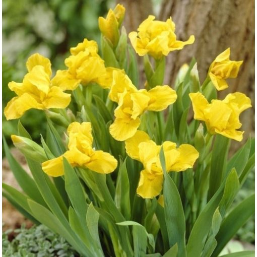 Iris pumila 'Brassie' - Törpe nőszirom