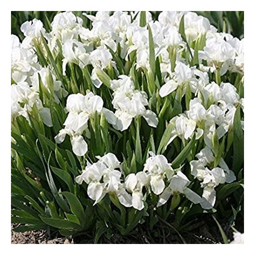 Iris pumila 'Bright White' - Törpe nőszirom