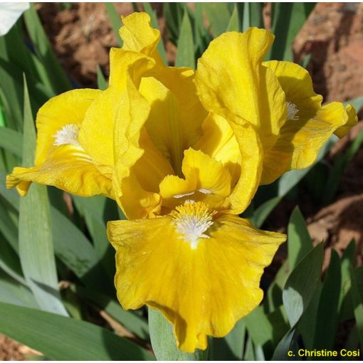 Iris pumila 'Cache of Gold' - Törpe nőszirom
