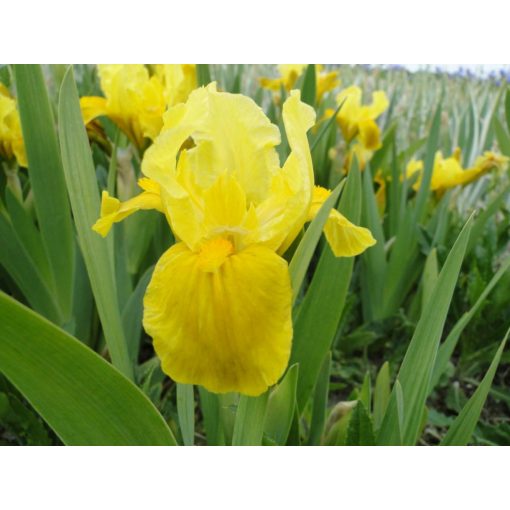 Iris pumila 'Gleaming Gold' - Törpe nőszirom