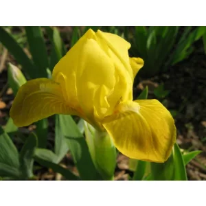 Iris pumila 'Golden Child' - Törpe nőszirom