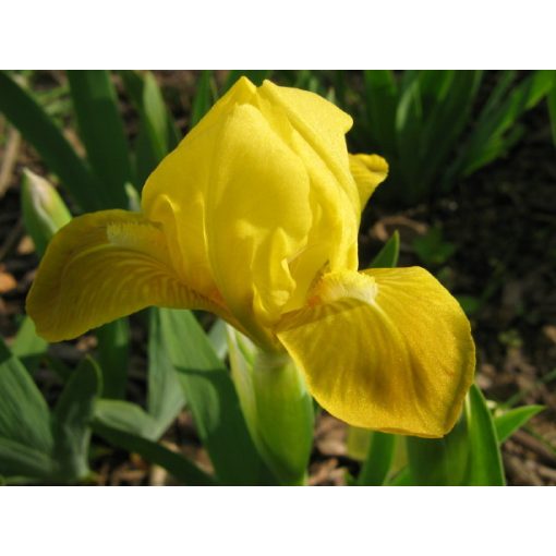 Iris pumila 'Golden Child' - Törpe nőszirom