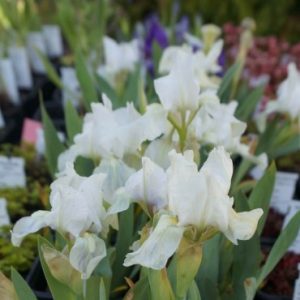 Iris pumila 'Lilly White' - Törpe nőszirom