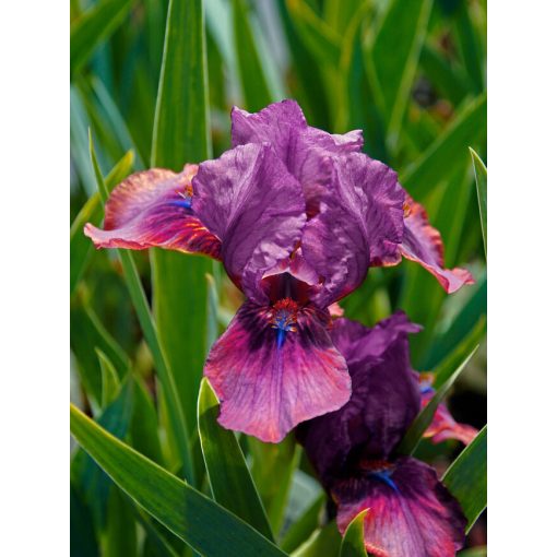 Iris pumila 'Pastel Charm' - Törpe nőszirom