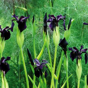 Iris chrysographes Black Form - Fekete írisz