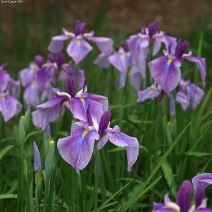 Iris ensata - Japán nőszirom