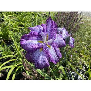 Iris ensata Harlequinesque - Japán nőszirom