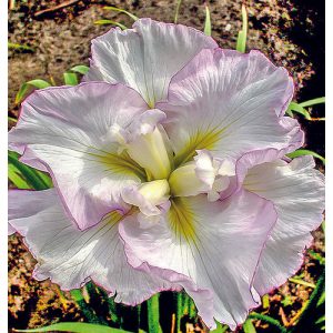 Iris ensata Lady In Waiting - Japán nőszirom