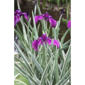 Iris ensata Silverband - Japán nőszirom