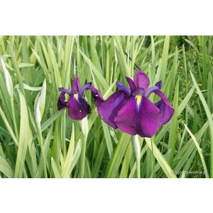 Iris ensata Variegata - Japán nőszirom