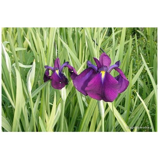 Iris ensata Variegata - Japán nőszirom