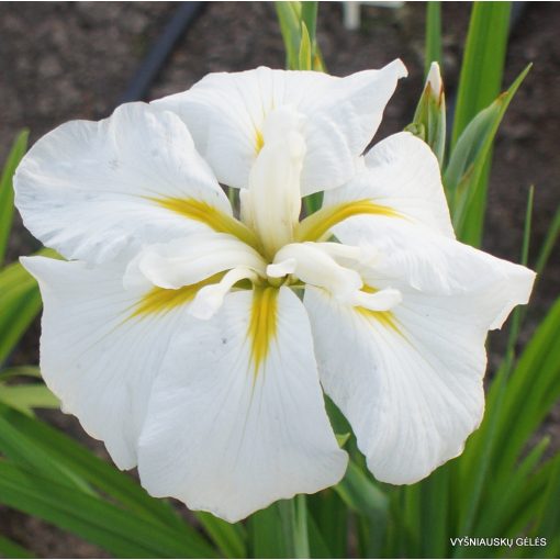 Iris ensata White Ladies - Japán nőszirom