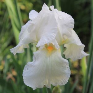 Iris kaempferi Alba - Japán nőszirom