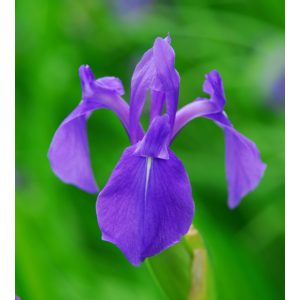 Iris laevigata - Japán vízi nőszirom