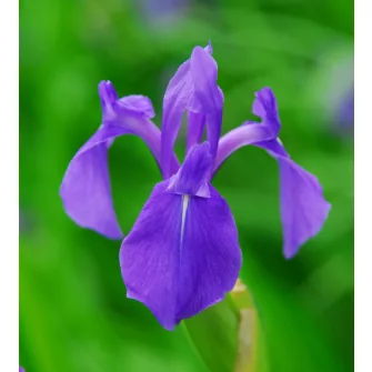 Írisz félék (Iris)