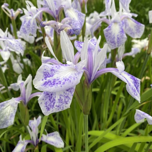 Iris laevigata Mottled Beauty - Japán vízi nőszirom