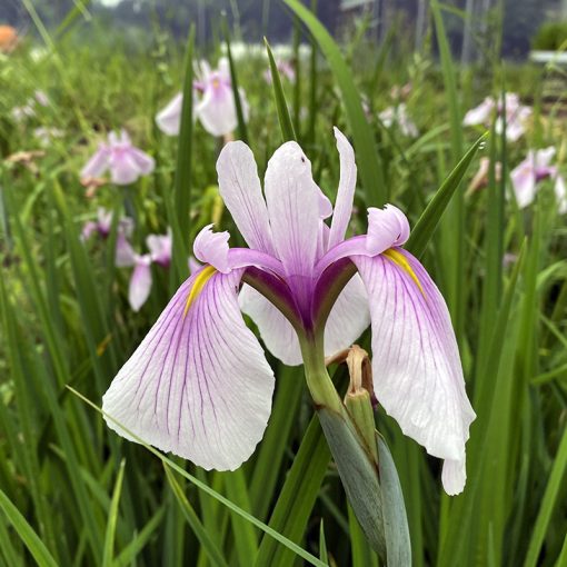 Iris laevigata Rose Queen - Japán vízi nőszirom