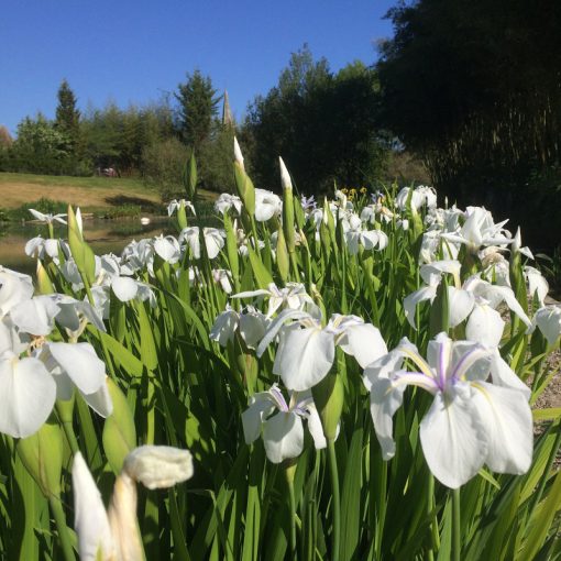 Iris laevigata Snowdrift - Japán vízi nőszirom