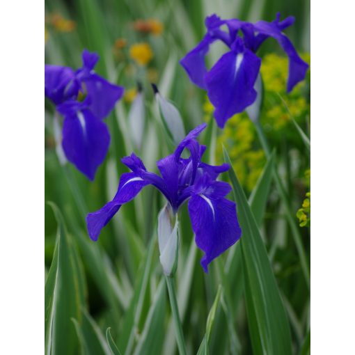 Iris laevigata Variegata - Japán vízi nőszirom