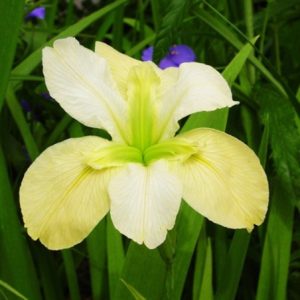 Iris Louisiana Arabian Bayou - Louisianai nőszirom